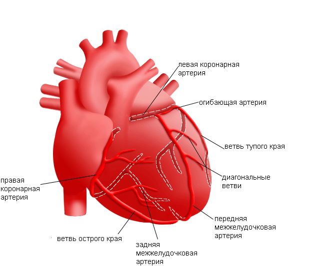 макет человеческого сердца